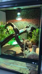 Terrarium met koppel baardargamen, Dieren en Toebehoren, Ophalen of Verzenden, Zo goed als nieuw, Terrarium of Paludarium