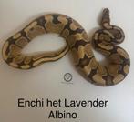 Koningspython ballpython Enchi het Lavender Albino vrouw, Dieren en Toebehoren, Reptielen en Amfibieën, Slang