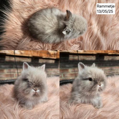 Lief teddydwerg rammetje 9 weken, Dieren en Toebehoren, Konijnen, Dwerg, Mannelijk, 0 tot 2 jaar