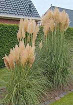 Pampas Pluimen, Ophalen, Overige soorten, Volle zon