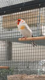 Witkop Agaat Pop 2024, Dieren en Toebehoren, Vrouwelijk, Wildzangvogel, Geringd