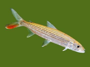 Hydrocynus vittatus tijgervis arowana roofvis beschikbaar voor biedingen