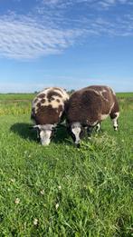 2 bonte dekrammen, Dieren en Toebehoren, Schapen, Geiten en Varkens, Mannelijk, Schaap
