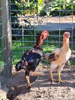 Yamato, Dieren en Toebehoren, Pluimvee, Meerdere dieren, Kip