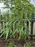 Bamboe planten, Tuin en Terras, Planten | Tuinplanten, Vaste plant, Halfschaduw, Zomer, Ophalen