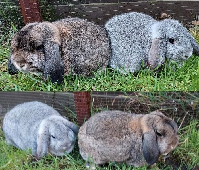 Gecastreerde ram met voedster, Dieren en Toebehoren, Konijnen, Dwerg, Meerdere dieren, 0 tot 2 jaar, Hangoor
