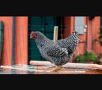 Jonge hennen Amrock Sussex Barnevelder Marans enz, Dieren en Toebehoren, Pluimvee, Vrouwelijk, Kip