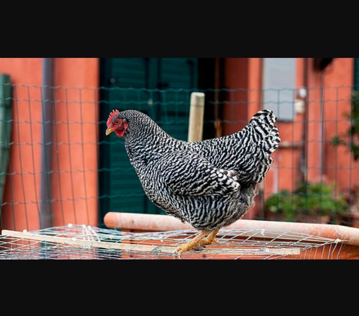 Jonge hennen Amrock Sussex Barnevelder Marans enz, Dieren en Toebehoren, Pluimvee, Kip, Vrouwelijk