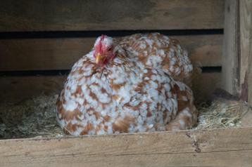 Cochin kriel broedeieren beschikbaar voor biedingen