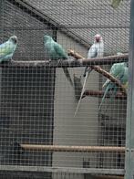 Halsbandparkieten, Dieren en Toebehoren, Vogels | Parkieten en Papegaaien, Meerdere dieren, Parkiet, Geringd