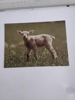 LAM :  MOOIER DAN OP EEN BORD, Ophalen of Verzenden, Overige thema's