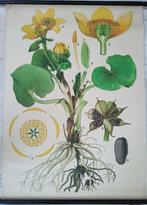 Antieke Botanische Haslinger schoolplaat moeras dotterbloem, Antiek en Kunst, Antiek | Schoolplaten, Verzenden, Natuur en Biologie