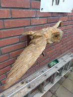 Opgezette vogel., Verzamelen, Dierenverzamelingen, Ophalen of Verzenden, Zo goed als nieuw, Vogel, Opgezet dier