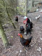 Gratis hanen, Dieren en Toebehoren, Pluimvee, Mannelijk, Kip