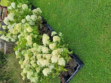 SCHITTERENDE VOLLE LIMELIGHT PLUIMHORTENSIAS IETS APPARTS NU beschikbaar voor biedingen