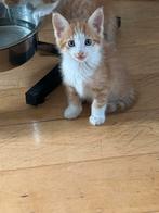 Kittens, Dieren en Toebehoren, Meerdere dieren, Ontwormd, 0 tot 2 jaar