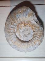 Diverse fossielen vanaf 5 euro per stuk, Ophalen, Fossiel