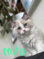 Ragdoll kittens met stamboom, Dieren en Toebehoren, Katten en Kittens | Raskatten | Langhaar, Gechipt, 0 tot 2 jaar