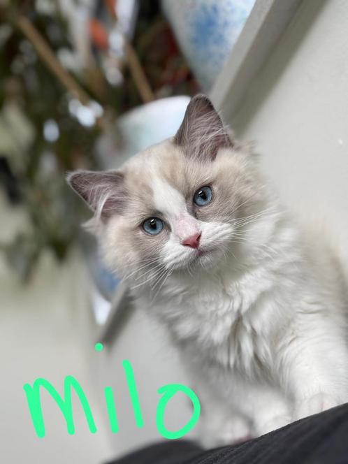 Ragdoll kittens met stamboom, Dieren en Toebehoren, Katten en Kittens | Raskatten | Langhaar, 0 tot 2 jaar, Met stamboom, Gechipt