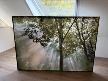 Canvas doek XL bomen beschikbaar voor biedingen