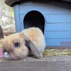 Lieve minilop voedster konijn meisje, Dieren en Toebehoren, Konijnen, Vrouwelijk, Dwerg, Hangoor, 0 tot 2 jaar