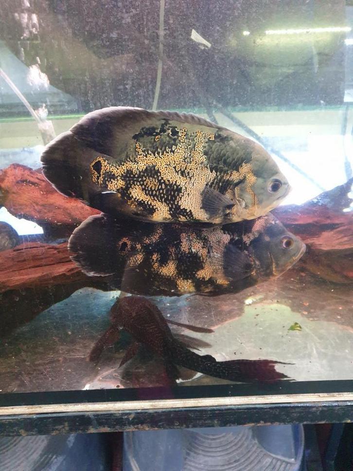 Vissenasiel Pauwoogcichliden oscar gigantische roofvissen, Dieren en Toebehoren, Vissen | Aquariumvissen, Zoetwatervis, Vis