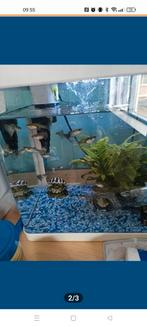 Guppen, Dieren en Toebehoren, Vissen | Aquariumvissen, Vis