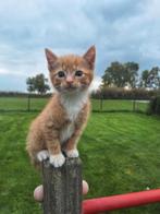 Kittens katerjes poes poezen kater kitten, Dieren en Toebehoren, Katten en Kittens | Overige Katten, Kater