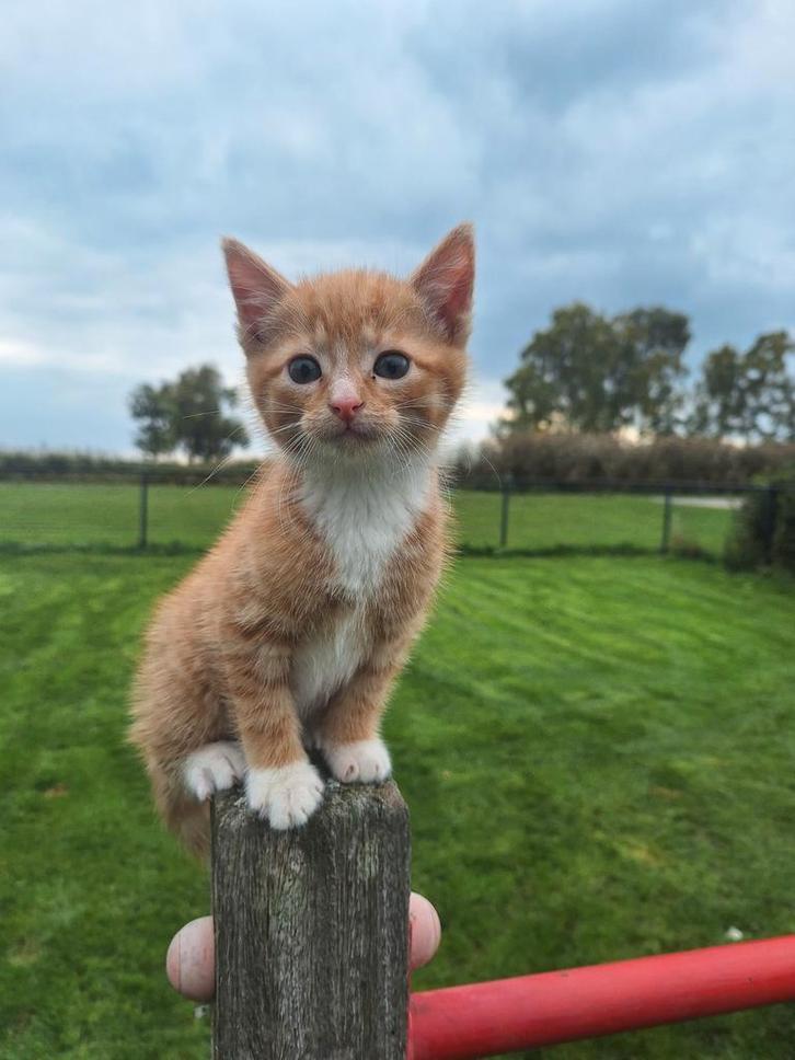 Kittens katerjes poes poezen kater kitten, Dieren en Toebehoren, Katten en Kittens | Overige Katten, Kater