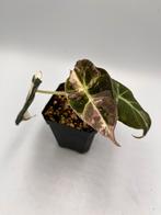Alocasia Black velvet pink variegata, Overige soorten, In pot, Minder dan 100 cm, Bloeiende kamerplant