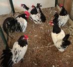Lakenvelder kippen groot, Dieren en Toebehoren, Pluimvee, Meerdere dieren, Kip