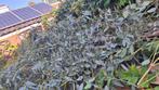 Eucalyptus, Ophalen, Volle zon, Overige soorten