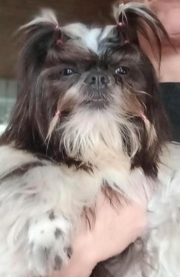 Shih Tzu dekreutjes + stamboom FCI (Binnenkort puppys) beschikbaar voor biedingen