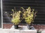 BAMBOE FARGESIA RUFA *NIET WOEKEREND* v.a. € 8,50, Ophalen, Bamboe, Struik, 100 tot 250 cm
