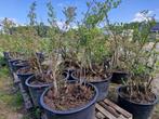 blauwe bessen, Tuin en Terras, Ophalen, Overige soorten, Volle zon, In pot