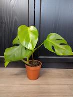 Monstera met een beetje variegata, Ophalen, Overige soorten, Halfschaduw, Minder dan 100 cm