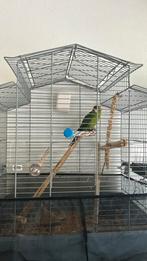 Vogel met kooi, Geslacht onbekend, Parkiet