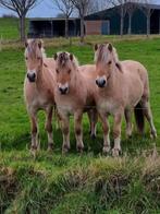 leuk hengstveulen en jaarling ruin fjord, Dieren en Toebehoren, Paarden, Minder dan 160 cm, 0 tot 2 jaar, Hengst, Recreatiepaard
