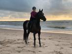 Stal/ pensionstal gezocht, Dieren en Toebehoren, Stalling en Weidegang, Stalling