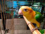 Jonge roestkop caique baby's net zelfstandig super lief, Meerdere dieren, Papegaai, Geringd