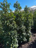 Prunus Lusitanica (Portugese laurier), Ophalen, Laurier, 100 tot 250 cm