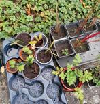 Eigen kweeksel in potjes, Tuin en Terras, Bloembakken en Plantenbakken, Ophalen, Tuin