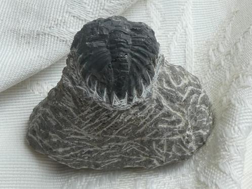 Trilobiet Fossiel, Verzamelen, Mineralen en Fossielen, Fossiel, Verzenden