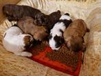 Lieve Shih Tzu pups choco en bont, 4 teefjes, 2 reutjes, 8 tot 15 weken, Meerdere dieren, Eén hond, Nederland