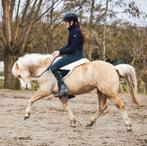 bijrijder aangeboden, Dieren en Toebehoren, Ophalen of Verzenden, Nieuw