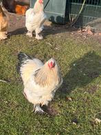 Brahma haantjes, Dieren en Toebehoren, Pluimvee, Mannelijk, Kip