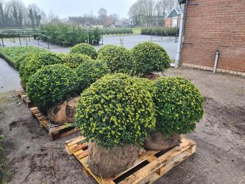 Ilex Crenata Convexa bolvormen beschikbaar voor biedingen