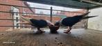 Gezond Koppel Sierduiven, Dieren en Toebehoren, Vogels | Overige Vogels, Meerdere dieren