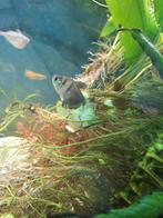 🐠 zwarte tetra's 3x, Vis, Zoetwatervis, Schoolvis