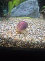 Appelslak, Slak of Weekdier